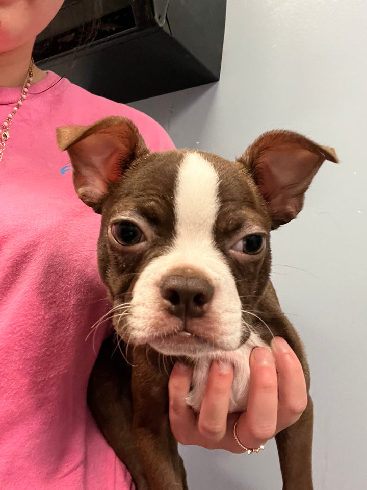 Boston Terrier
