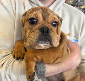 English Bulldog