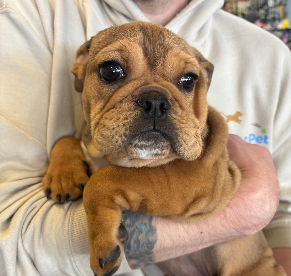 English Bulldog
