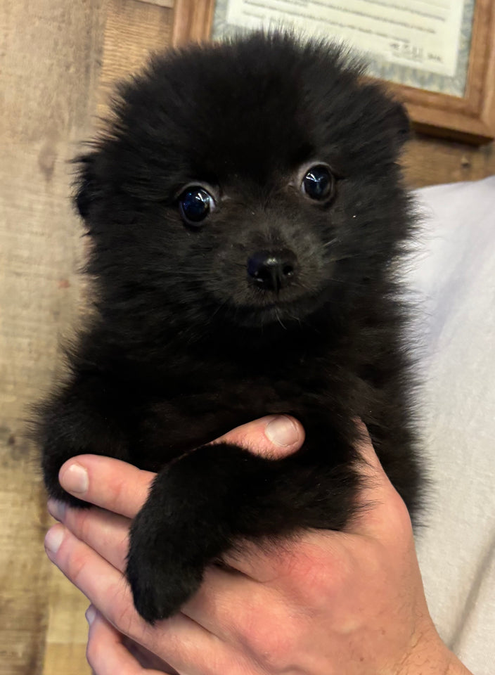 Pomeranian 