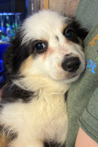 Mini Aussie