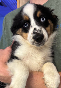 Mini Aussie 