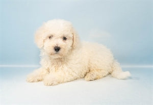 Bichon Frise