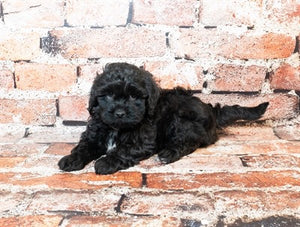 Shihpoo Shih Tzu Poodle