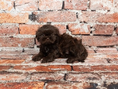Shih Tzu