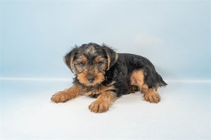 Yorkshire Terrier Yorkie 