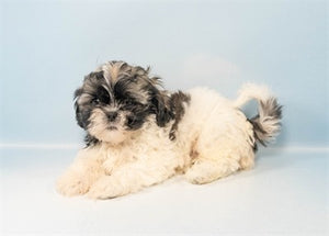 Shih Tzu