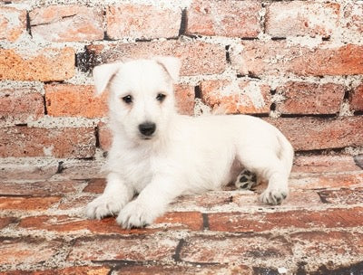 Westie