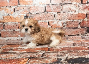 Shih Tzu
