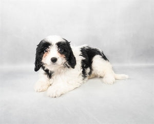 Cavachon