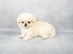 Pekingese