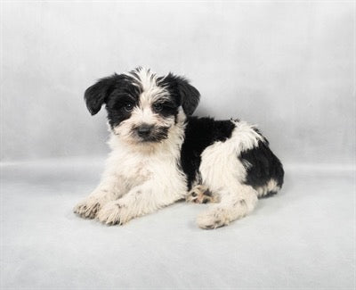 Schnokie Yorkie Schnauzer