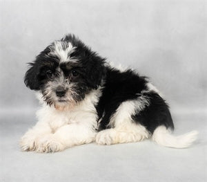 Havanese