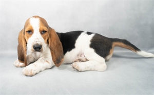 Basset Hound