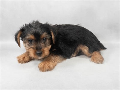 Yorkie Yorkshire Terrier