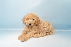 Standard Poodle