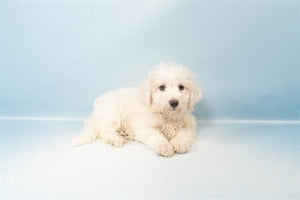 Cavachon King Charles Bichon Mix