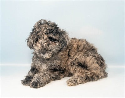 Mini Poodle