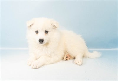 American Eskimo