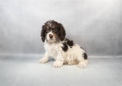 Cockapoo