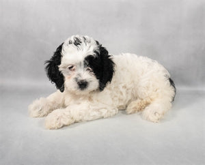 Cockapoo