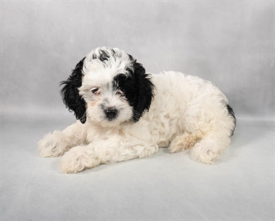 Cockapoo