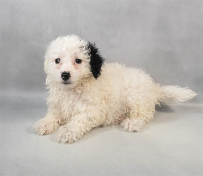 Lhasa Poo