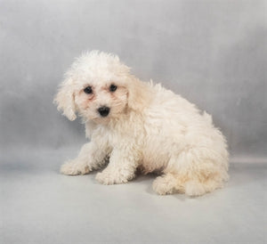 Bichon Frise