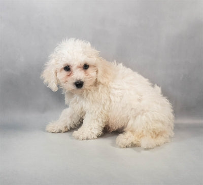 Bichon Frise