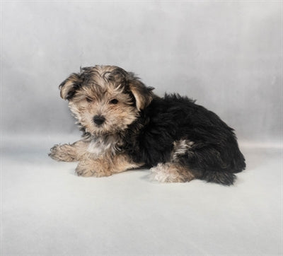 Morkie