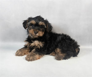 Yorkshire Terrier Yorkie