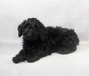 Cockapoo
