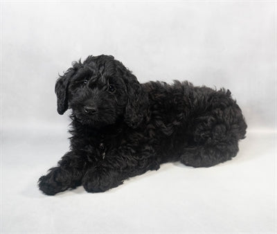 Cockapoo