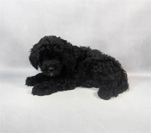 Cockapoo