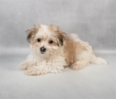 Morkie