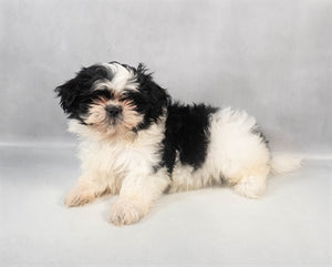 Shih Tzu