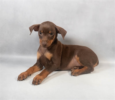 Mini Pinscher Min Pin