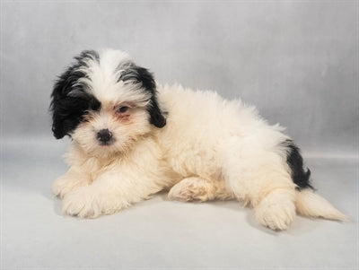 Lhasa Apso