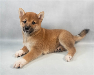Shiba Inu