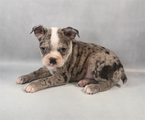 Boston Terrier