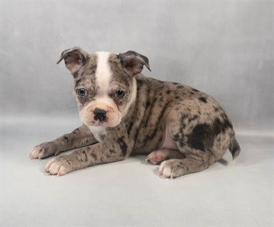Boston Terrier