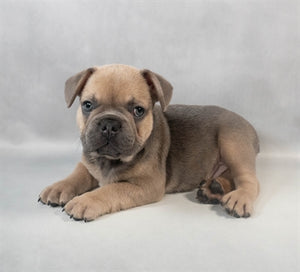 Frenchie French Bulldog