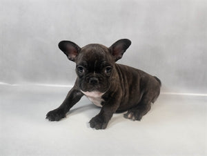 Frenchie French Bulldog