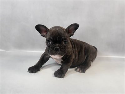 Frenchie French Bulldog