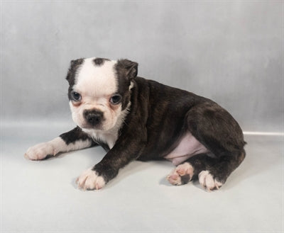 Boston Terrier