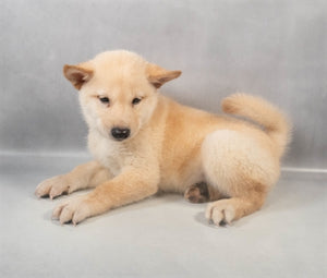 Shiba Inu