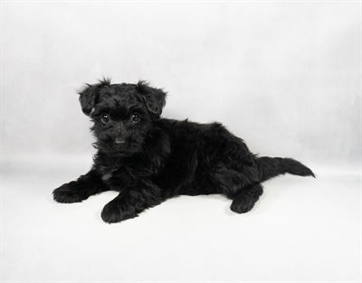 Havapoo Havanese Poodle mix