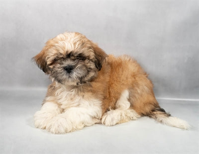 Lhasa Apso