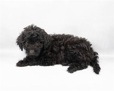 Havapoo Havanese Poodle mix