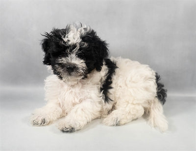 Havanese 